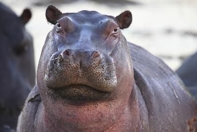 botswana travel news